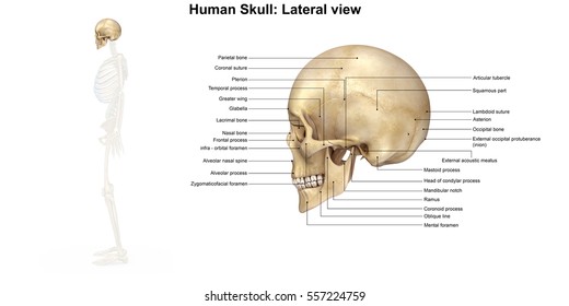 Human Skull Lateral View 3d Illustration Stock Illustration 557224759 Shutterstock 6091