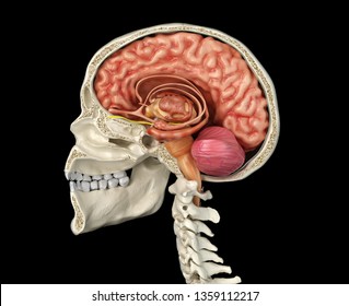 Human Skull Mid Sagittal Crosssection Brain Stock Illustration ...