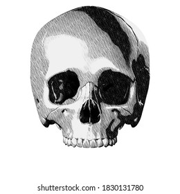 Human skull model front view ink drawing without jaw isolated white background