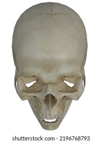 Human Skull With Open Jaw. Skull Is Clean Bone, Without Muscle Or Tissue. The Illustration Is A 3d Render.