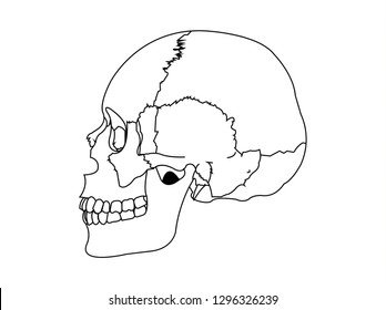 Human Skull Profile On White Background Stock Illustration 1296326239 ...