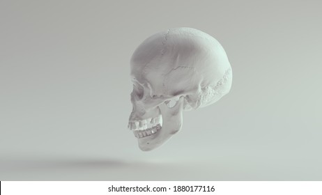 白い頭蓋骨の女性の頭骨骨の骸骨死死解剖学ホラー医学3dイラストレンダー のイラスト素材