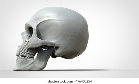 Human Skull - Side View - 3D Illustration