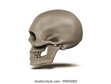 Human Skull Side View On White Background