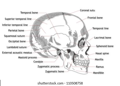 Skull Diagram Not Labeled - Diagram Media