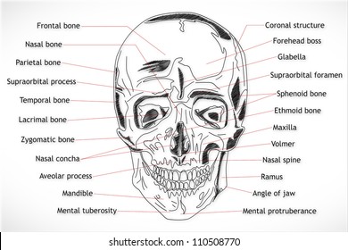 Human Skull structure