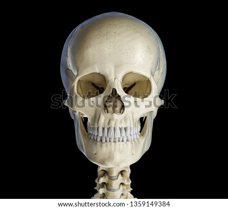 Similar – Image, Stock Photo Primate skull Primacy