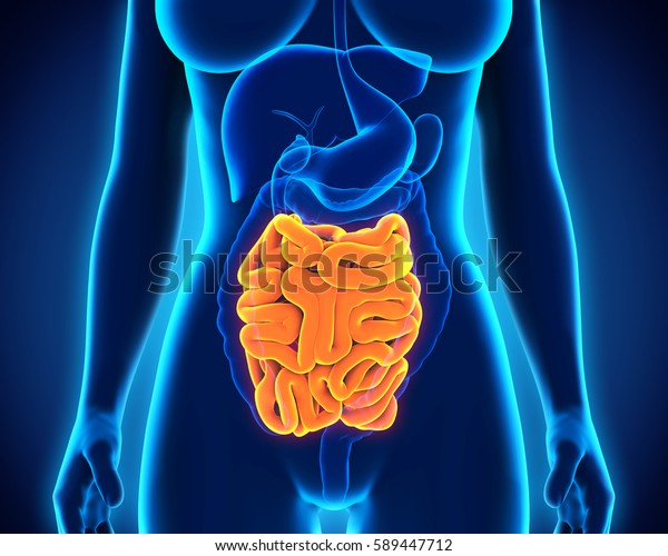 Human Small Intestine Anatomy 3d Rendering Stock Illustration 589447712