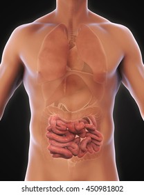Human Small Intestine Anatomy Illustration. 3D rendering