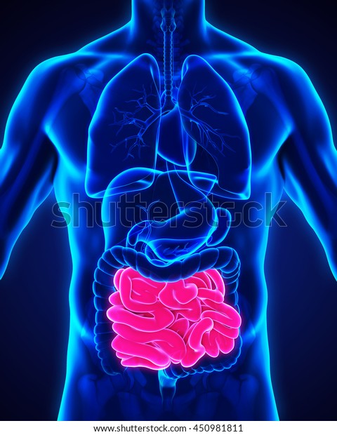 Human\
Small Intestine Anatomy Illustration. 3D\
rendering