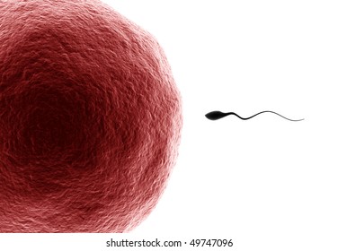 Human Sperm Close To Ovum Isolated