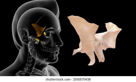 Human Sphenoid Bone Anatomy 3d Illustration