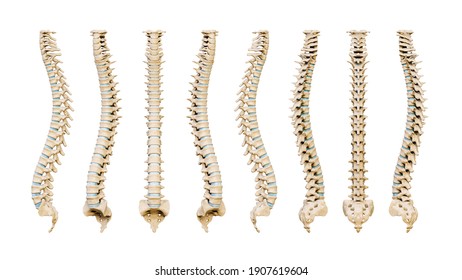 Human Spinal Column Or Backbone From Eight Various Angles Isolated On A White Background. Medical And Anatomy Scientific 3D Render Illustration.