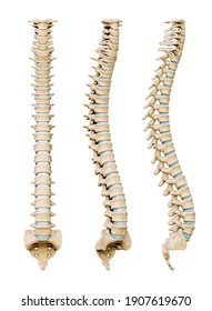 Human Spinal Column Or Backbone From Various Angles Isolated On A White Background. Medical And Anatomy Scientific 3D Render Illustration.