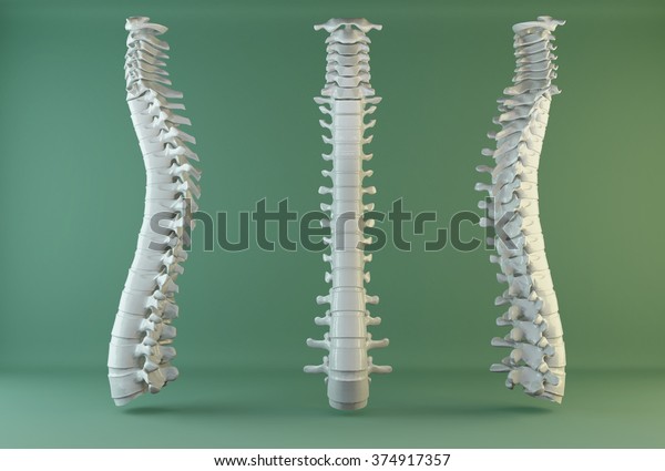human\
spine