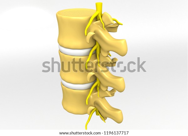 Human Spine Anatomy 3d Render Stock Illustration 1196137717 | Shutterstock