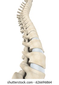 Human Spine Anatomy. 3D Rendering