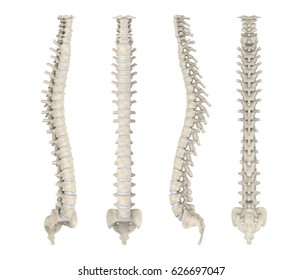 Human Spine Anatomy. 3D Rendering