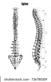 15,581 Spine Drawing Images, Stock Photos & Vectors | Shutterstock