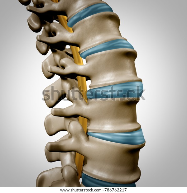 骨格骨構造と椎間板が3dイラストとして接写された 医療用ボディシンボルとしてのヒトの脊椎解剖部と脊椎コンセプト のイラスト素材