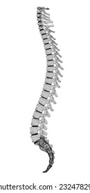 Human Spine,  Body Structure , Wire Model