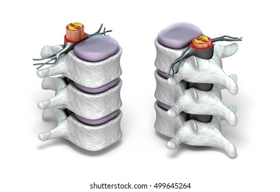 Human Spine In Details: Vertebra, Bone Marrow, Disc And Nerves. Isolated On White 3D Image.