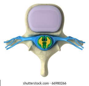 Spinal Cord Vertebrae Stock Illustrations, Images & Vectors | Shutterstock