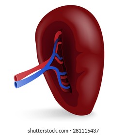 Human Spleen