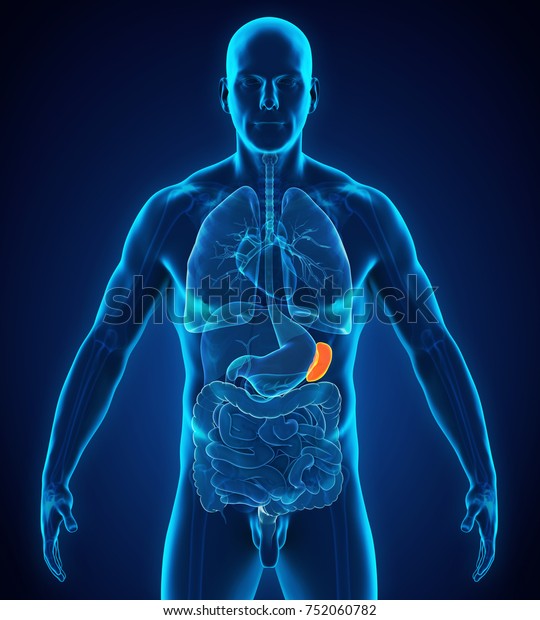 Human Spleen Anatomy 3d Rendering Stock Illustration 752060782