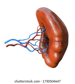 302,128 Anatomy organs Images, Stock Photos & Vectors | Shutterstock
