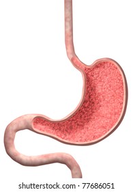 Stomach Anatomy Images, Stock Photos & Vectors | Shutterstock