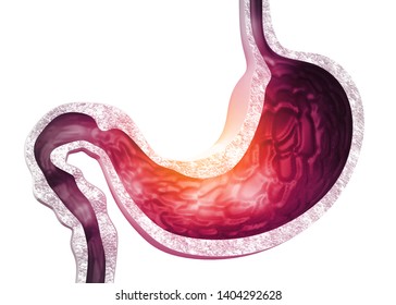 Human Stomach Anatomy. 3d Render	