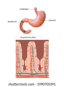 Human Stomach, Anatomy Detail, Illustration Of A Human Stomach,2d , Illustration, 3d