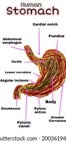 Human Stomach Situated Left Upper Guadrant Stock Illustration ...