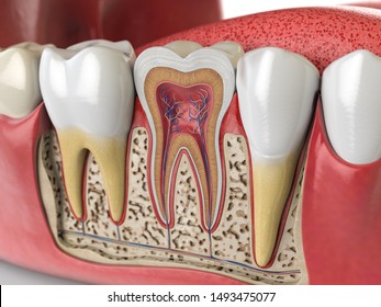 Human Teeth Anatomy. Cross Section Of  Human Tooth. 3d Illustration