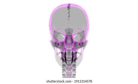 医療コンセプト3dイラスト用の人骨頭蓋骨蝶形骨解剖学 のイラスト素材