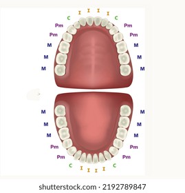 Human Teeth Include Incisors Canines Premolars Stock Illustration ...