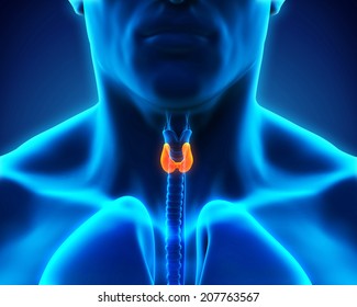 Human Thyroid Gland
