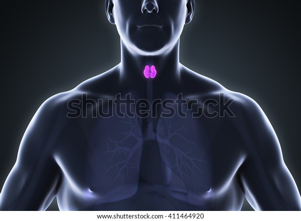 Human Thyroid Gland Anatomy 3d Rendering Stock Illustration 411464920