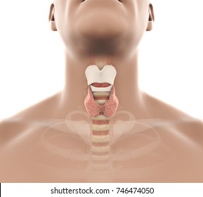 Human Thyroid Gland Anatomy Illustration. 3D Rendering