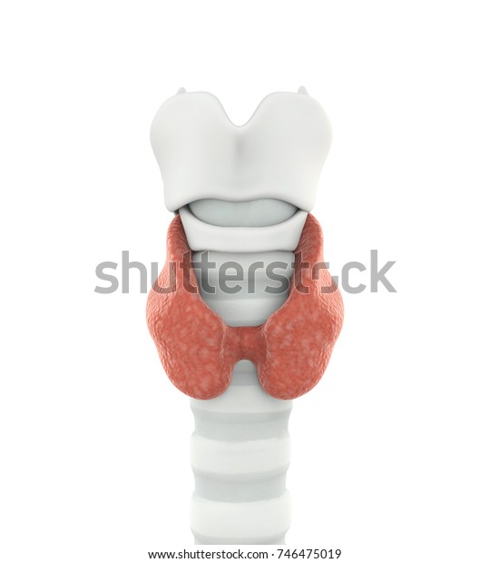 Human Thyroid Gland Anatomy Isolated 3d Stock Illustration 746475019