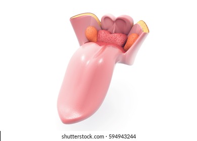 Human Tongue. 3d Render