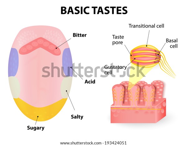 Human Tongue Taste Receptors Tongue Present Stock Illustration 193424051