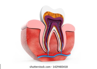 21,949 3d root Images, Stock Photos & Vectors | Shutterstock