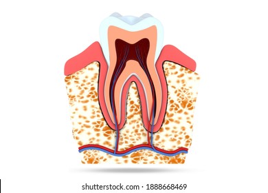 periodontal membrane