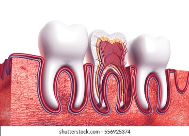 Human Tooth. Cross Section. 3d Render