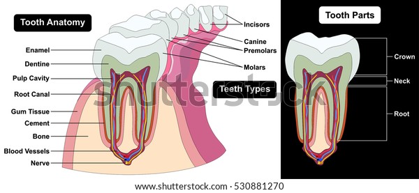 tooth cement