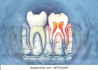 Human Tooth Cross Section3d Illustration Stock Illustration 1877211697 ...