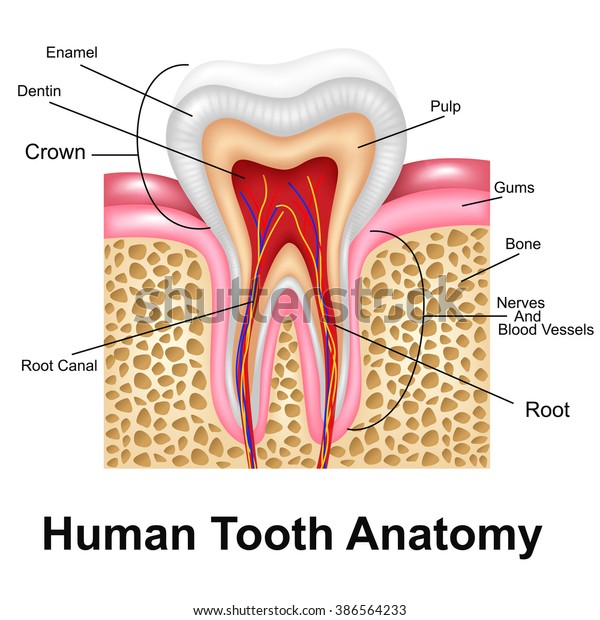 Human Tooth Detailed Anatomy Stock Illustration 386564233