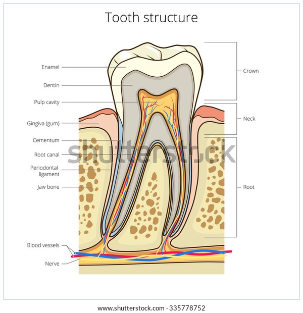 Human Tooth Structure Medical Science Educational Stock Illustration ...